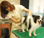 DOG SALON＆CAFE un Perro（アンペロー）